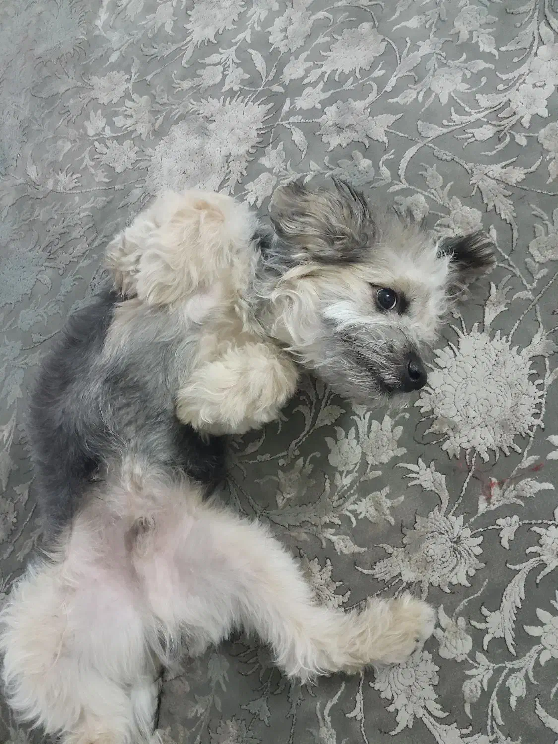 واگذاری توله شیتزو تریر|سگ|تهران, هفت حوض|دیوار