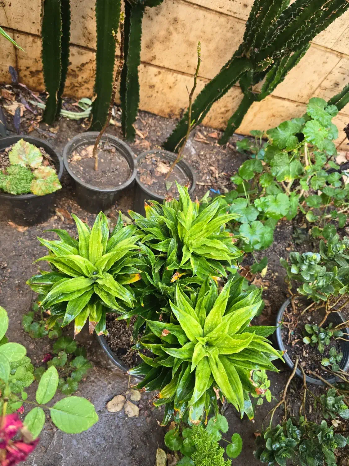 کامپک سانسوریا دم روباهی|گل و گیاه طبیعی|تهران, سلسبیل شمالی|دیوار