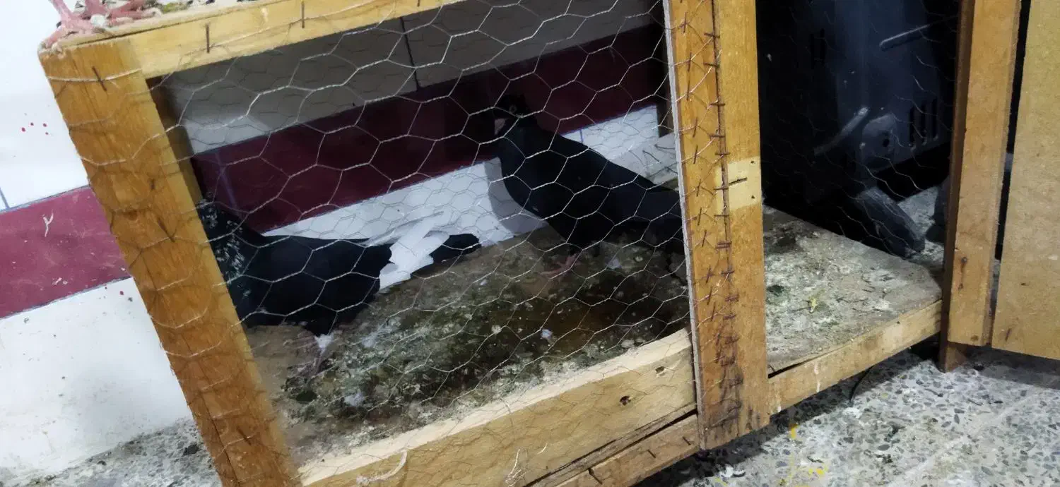 کبوتر|پرنده|شوشتر, |دیوار