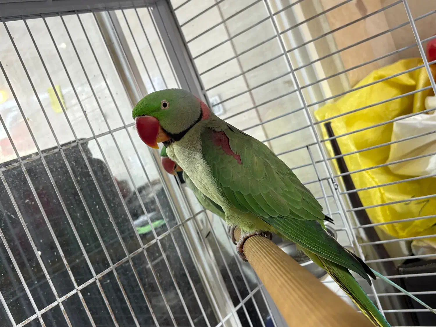 شاه طوطی|پرنده|رشت, گلسار|دیوار