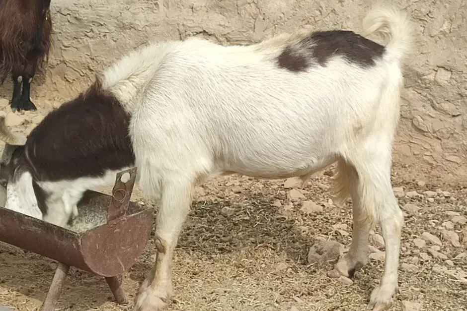 بز پازن|حیوانات مزرعه|بهبهان, |دیوار