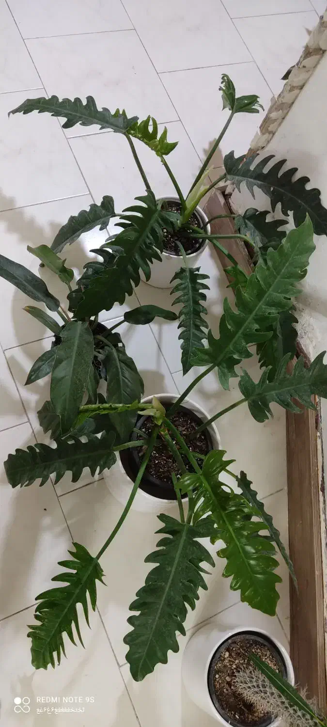 فروش گلهای طبیعی باقیمت خیلی خوب|گل و گیاه طبیعی|ساری, |دیوار