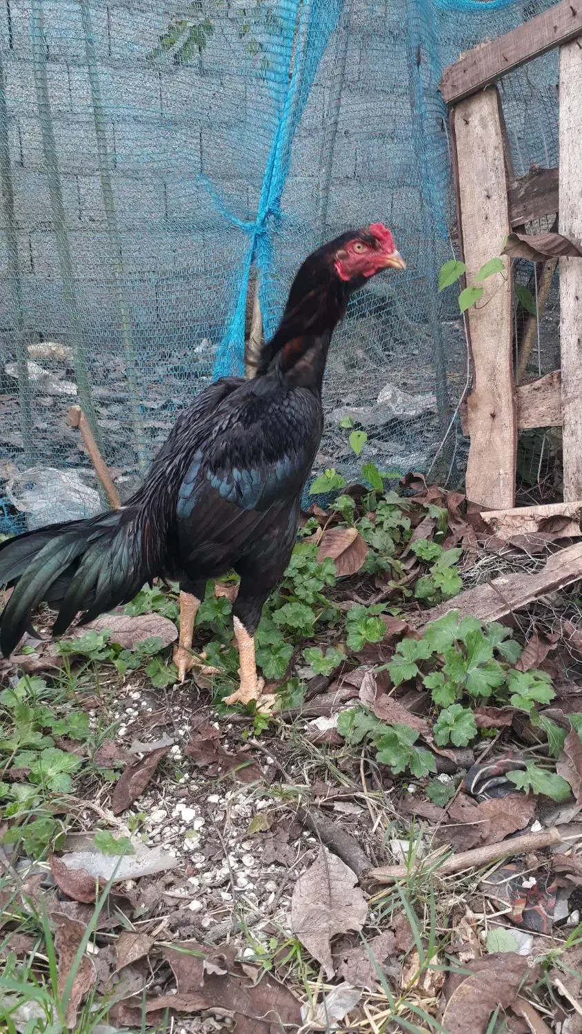 جوجه خروس لاری ۶ماه ۱۰ روزه|حیوانات مزرعه|سنگر, |دیوار