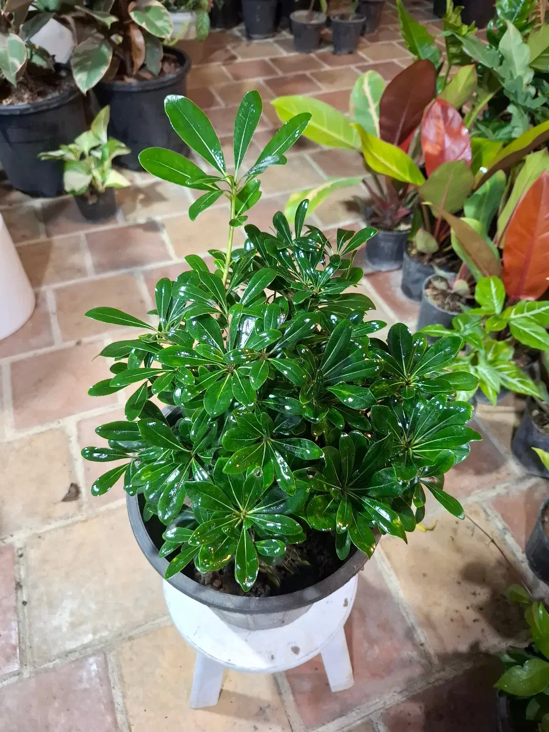 گلهای آپارتمانی|گل و گیاه طبیعی|اصفهان, باغ فدک|دیوار