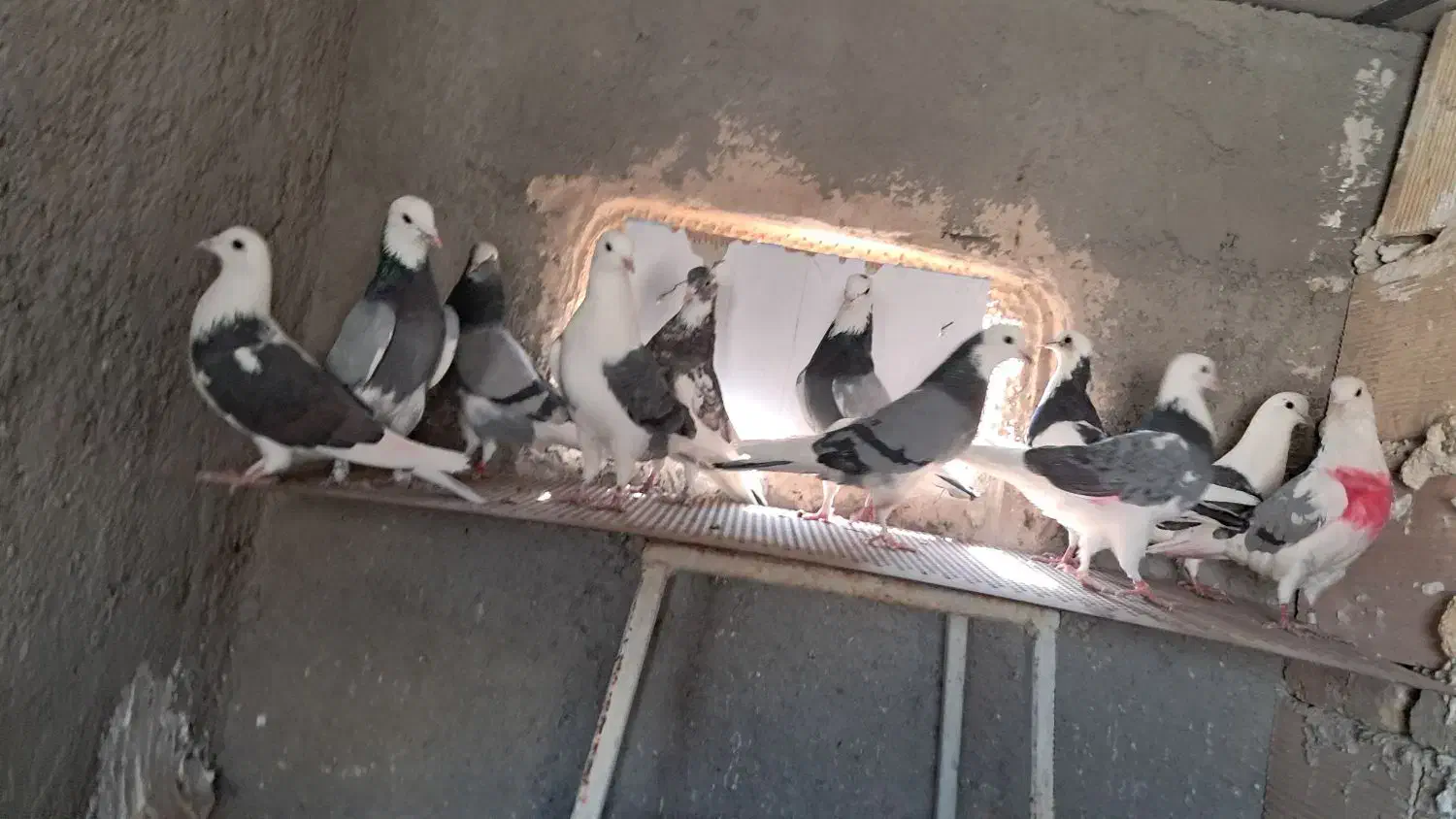 کبوتر کفتر کهنه و جوجه|پرنده|پاکدشت, پاکدشت (مامازند)|دیوار