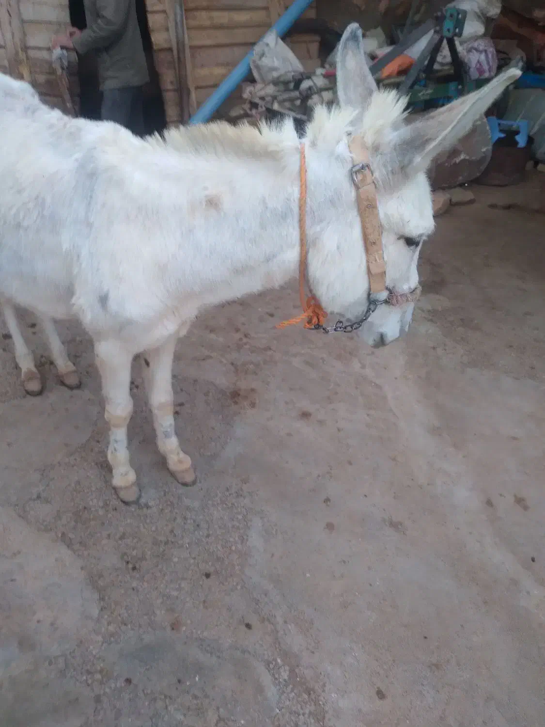 ماده خرجوان|حیوانات مزرعه|قیدار, |دیوار