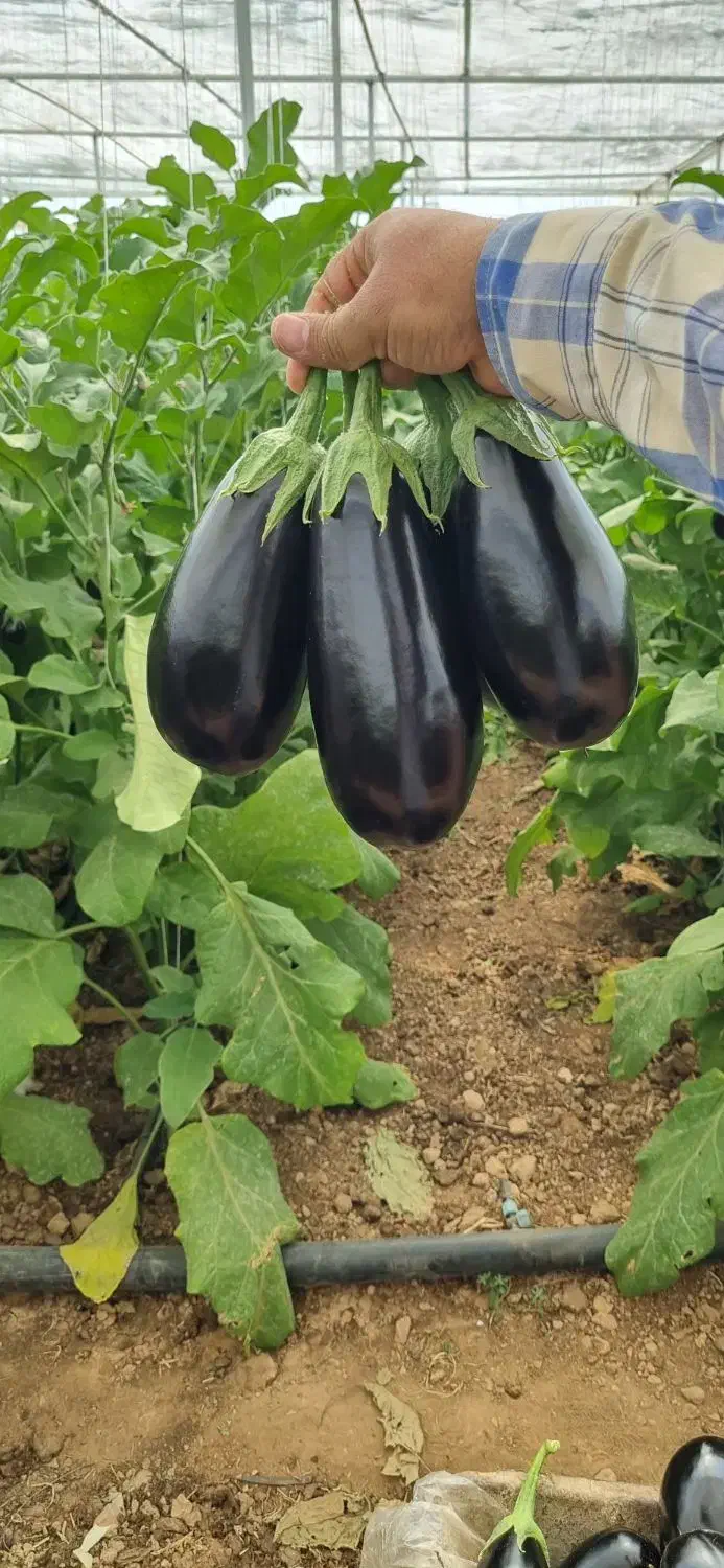 بادمجان لامپی گلخانه ای درجه یک|عمدهفروشی|دهاقان, |دیوار