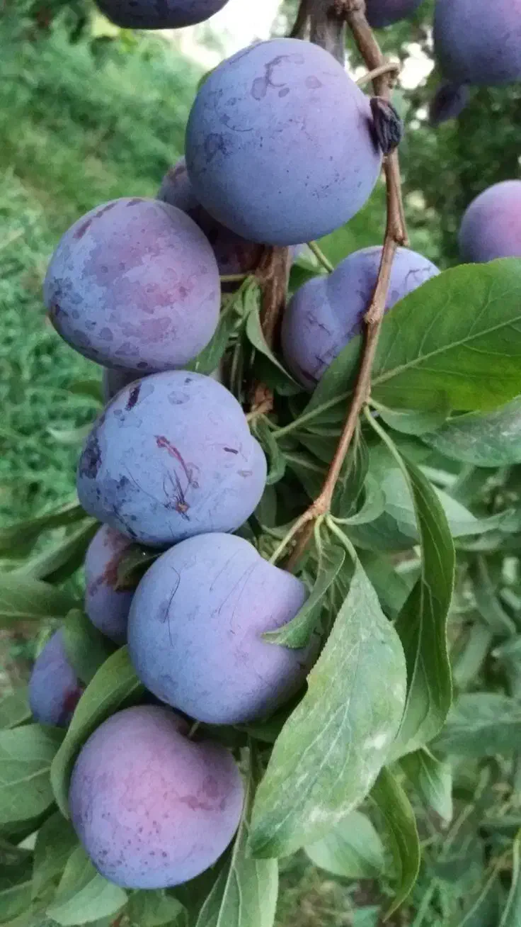 فروش نهال آلو بخارا  پربار و تضمینی|خدمات باغبانی و درختکاری|صومای برادوست, |دیوار