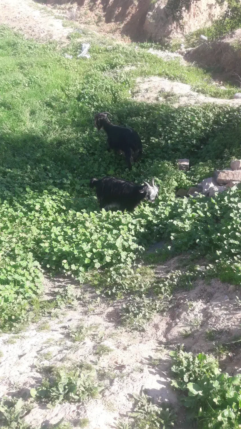 بز.تیشتر|حیوانات مزرعه|مسجد سلیمان, |دیوار