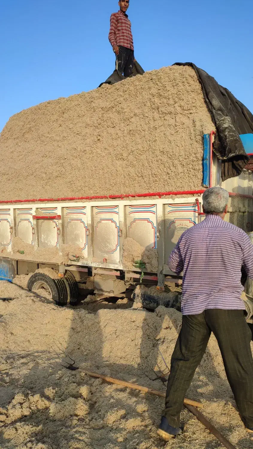 کاه نیشکر برداشت جدید نرم نرم|لوازم جانبی حیوانات|سمنان, |دیوار