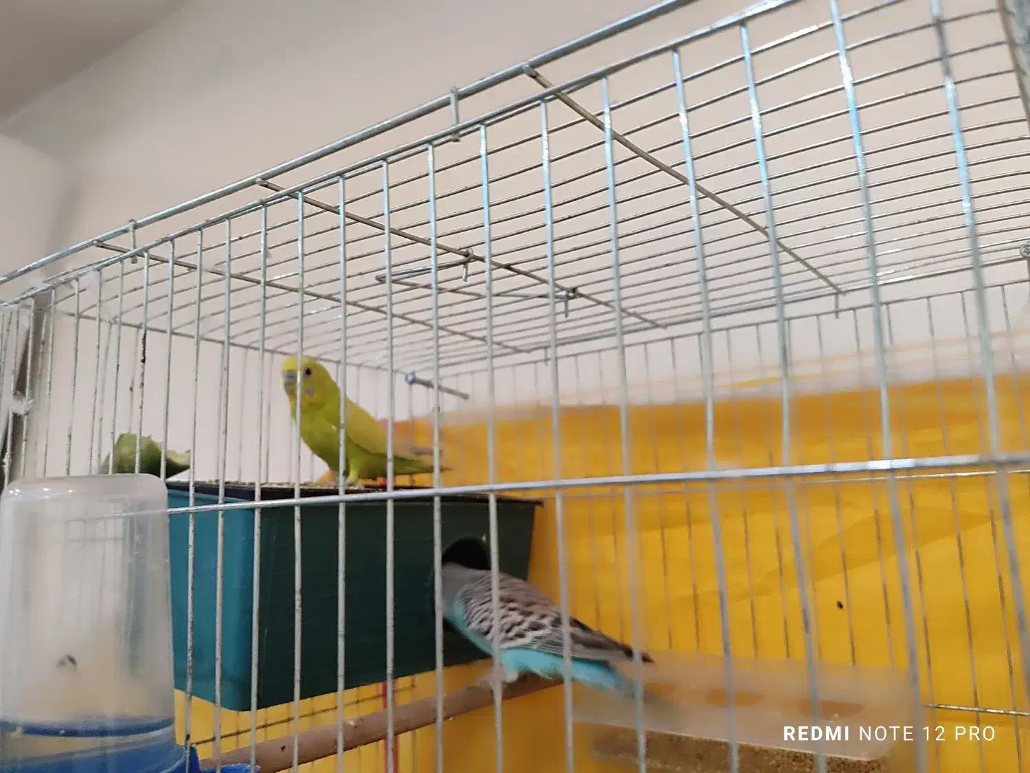 دو عدد مرغ و عشق|پرنده|اهواز, کمپلو جنوبی|دیوار