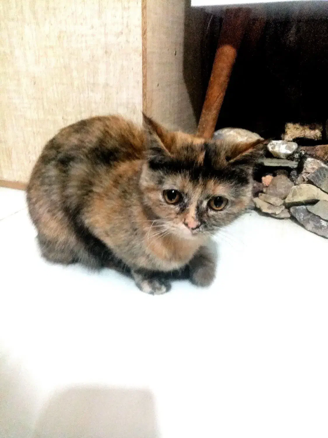 واگذاری 2 تا گربه نر و ماده فوری|گربه|مشهد, طبرسی شمالی|دیوار