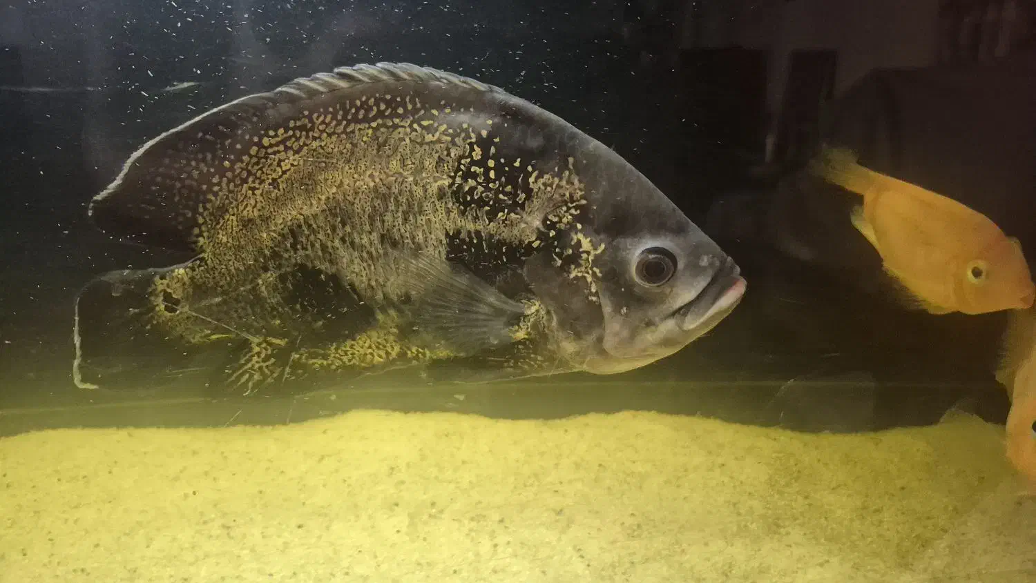 ماهی اسکار|ماهی|تهران, شهران جنوبی|دیوار