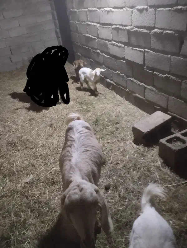 بز کهره|حیوانات مزرعه|بم, |دیوار