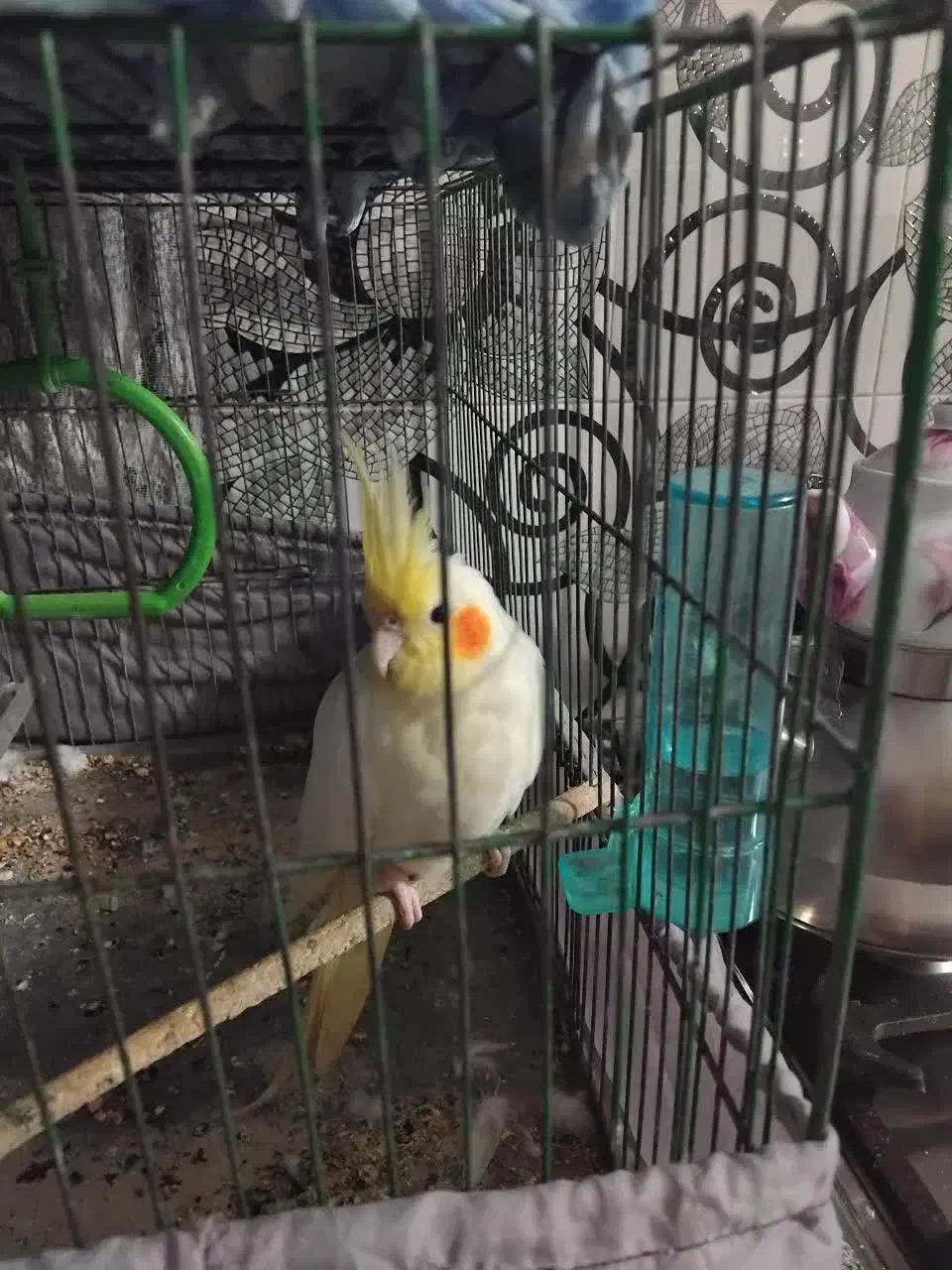 عروس هلندی|پرنده|قم, محمد آباد|دیوار