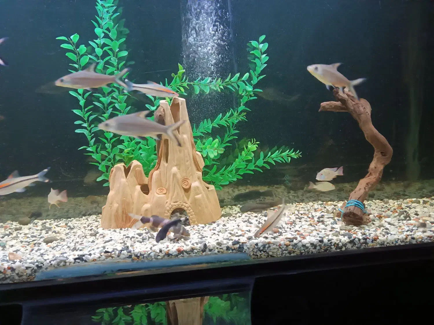 ردلاین سیلور شارک|ماهی|بروجرد, |دیوار