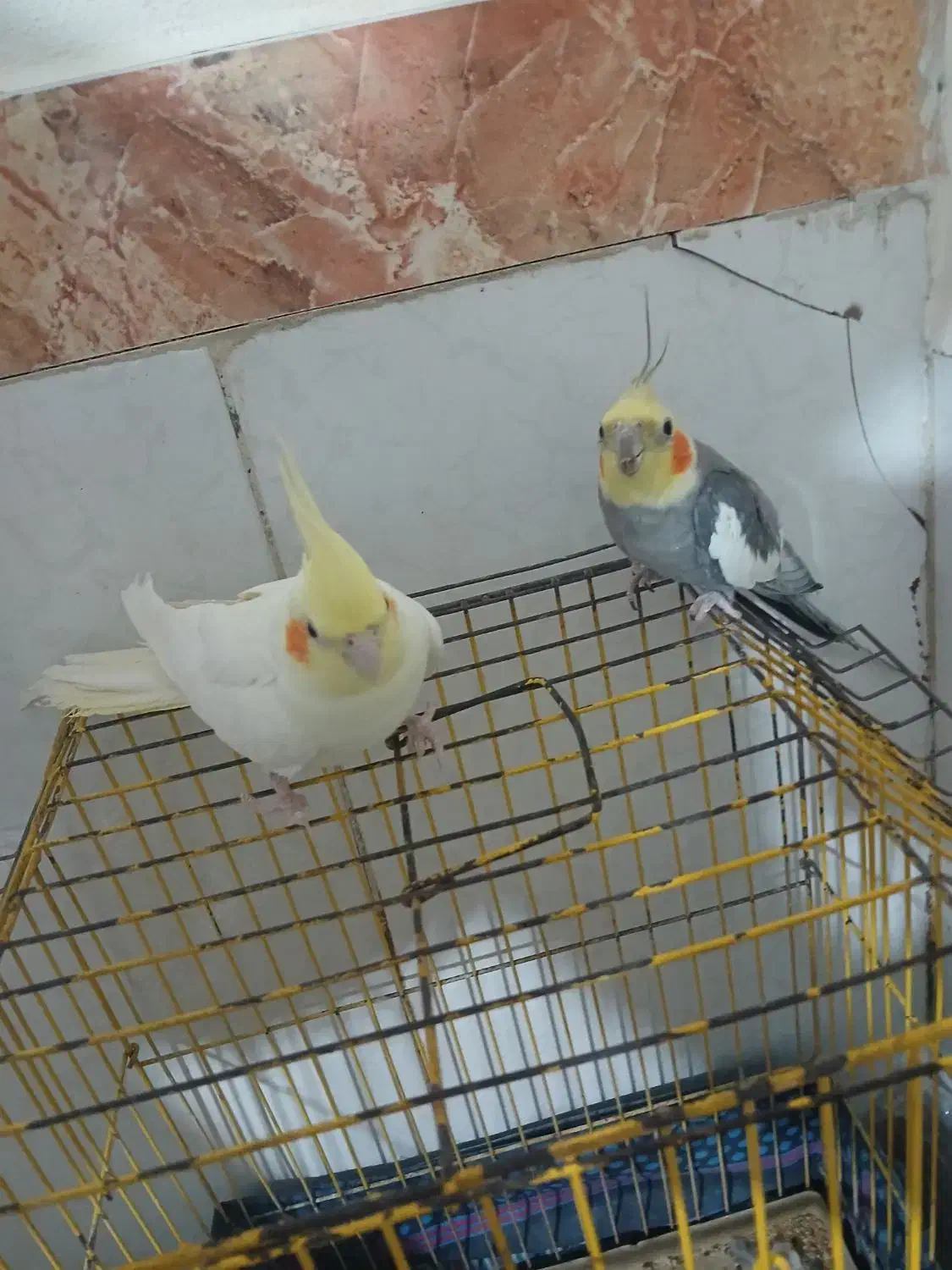 عروس هلندی|پرنده|فرح دشت, |دیوار