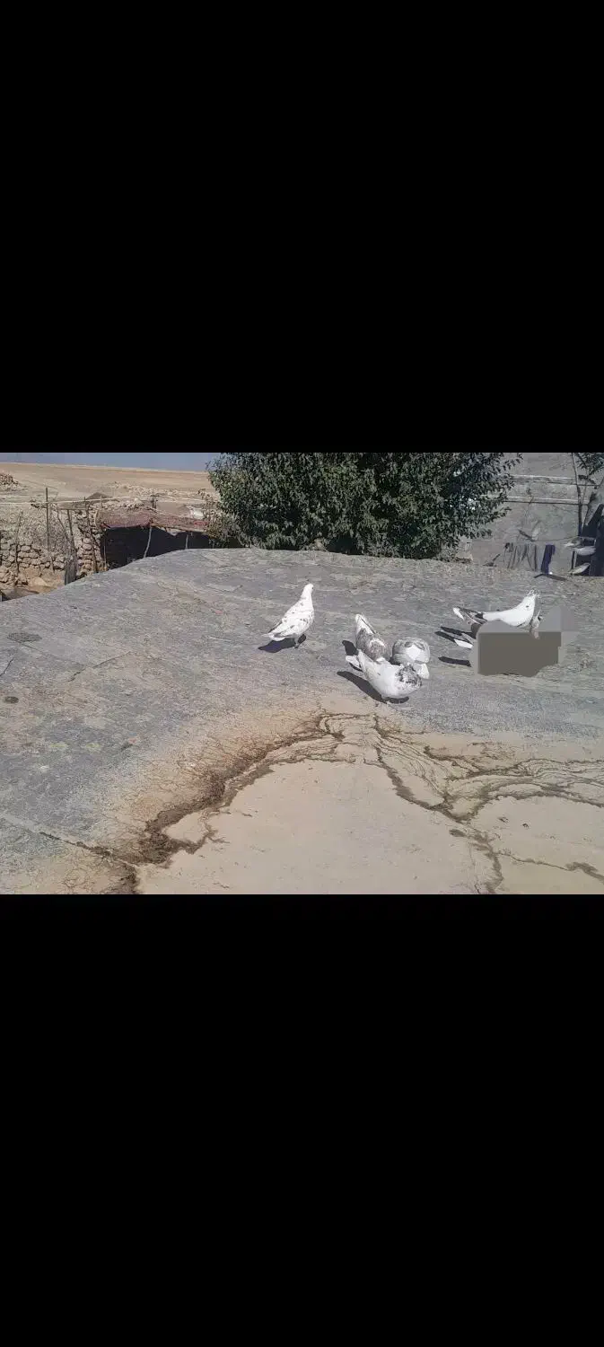 کبوتر|پرنده|دالاهو, |دیوار