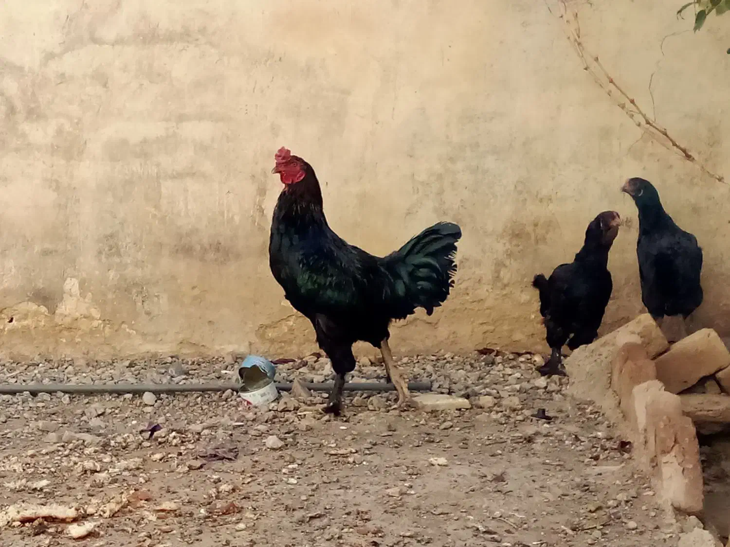 مرندقره سی|حیوانات مزرعه|مرند, |دیوار