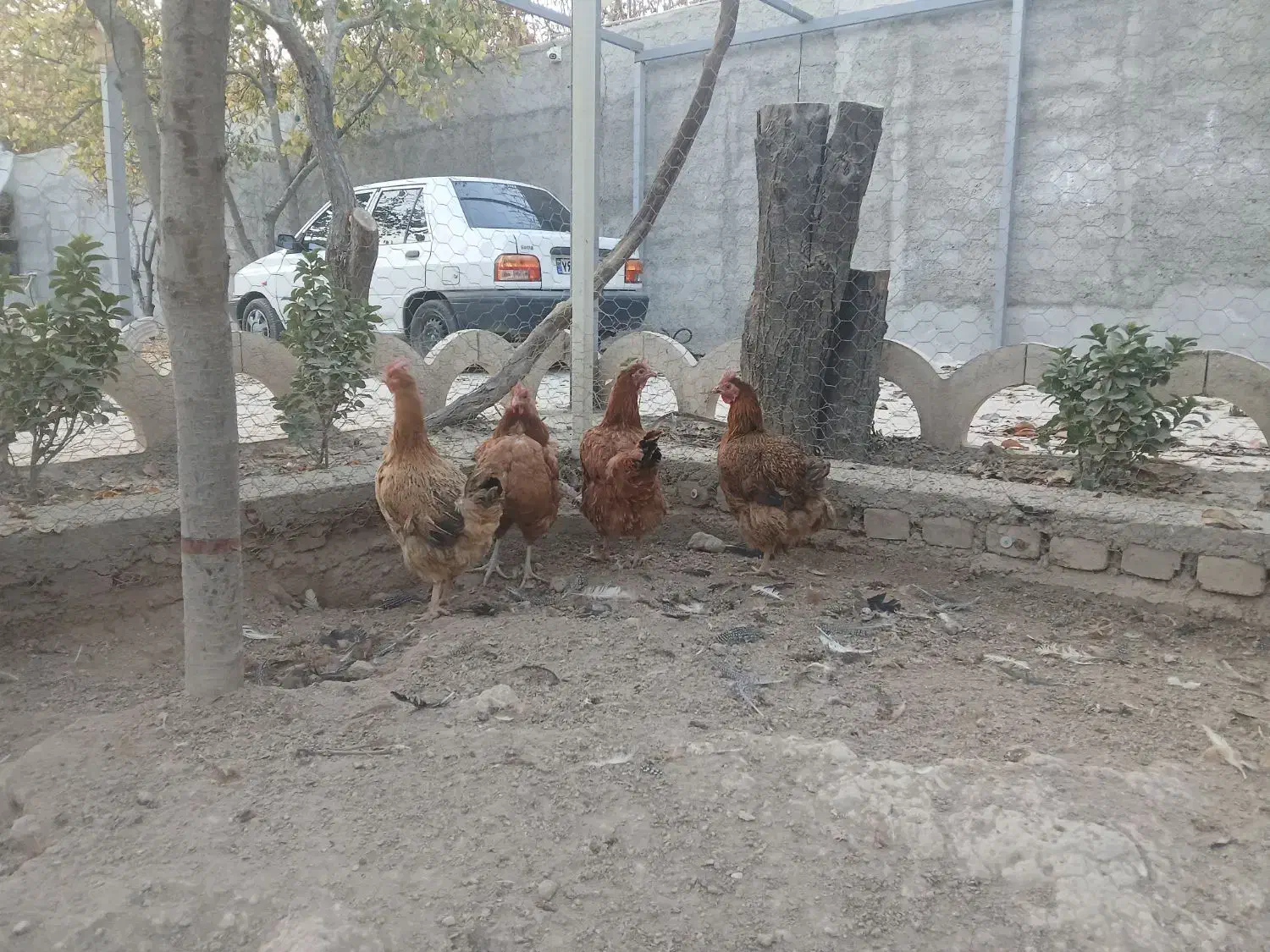 مرغ و خروس گلین ، گلپایگانی ، شاخدار|حیوانات مزرعه|وحیدیه, |دیوار