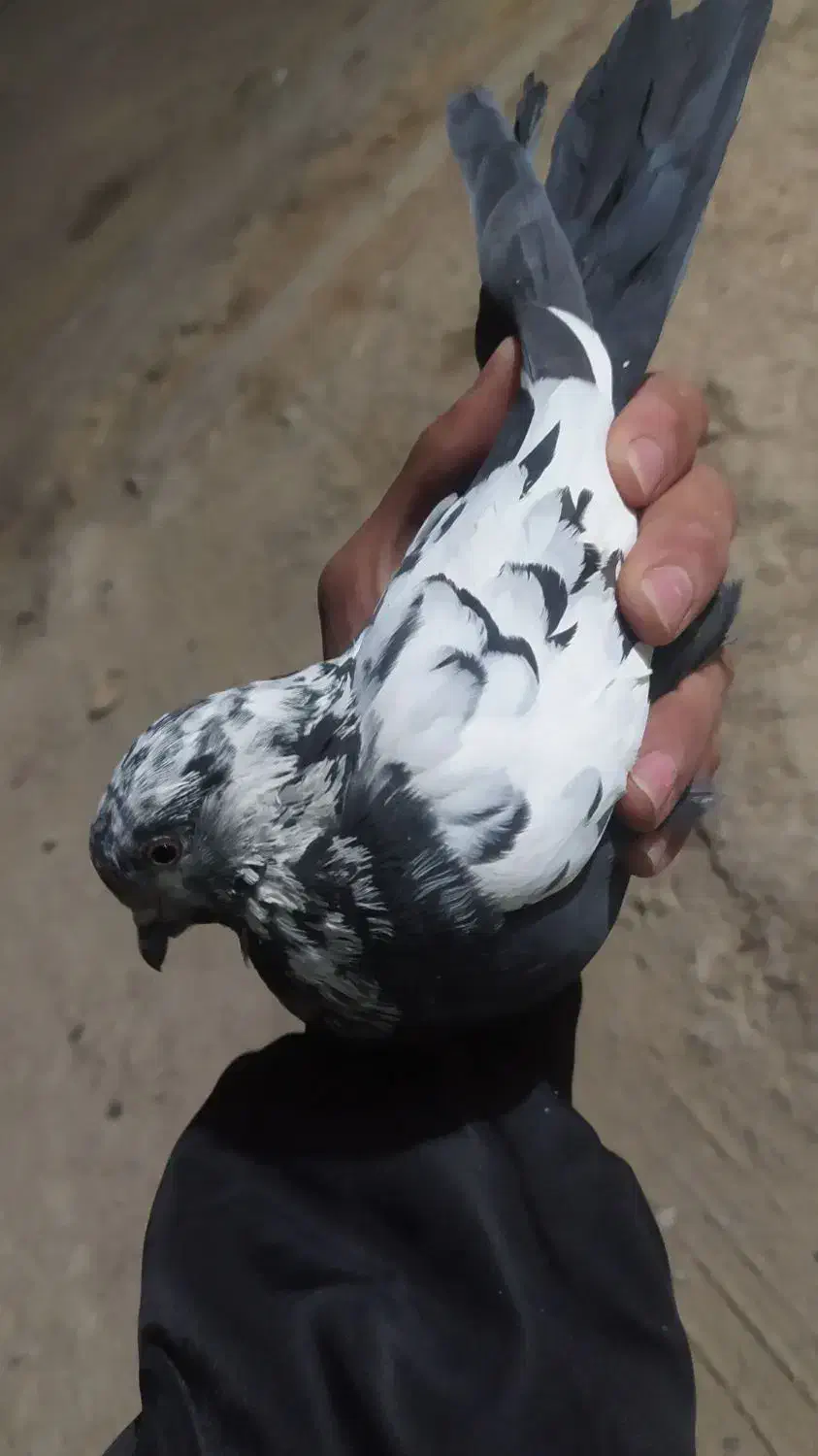 کبوتر گشتی|پرنده|نورآباد, |دیوار