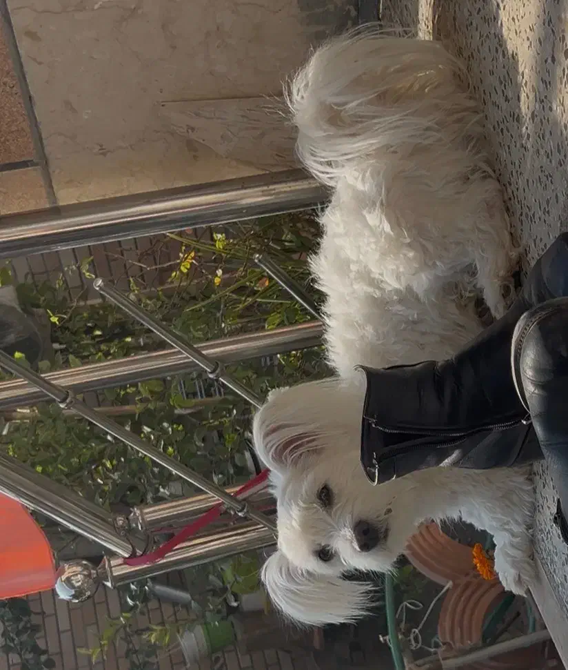 شینزو مالتیز|سگ|نجف‌آباد, یزدانشهر|دیوار