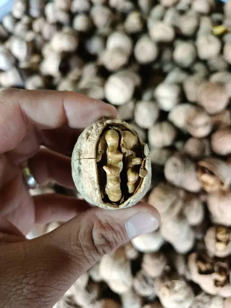 خشکبار درجه یک واعلا غرب کشور|خوردنی و آشامیدنی|عسلویه, |دیوار