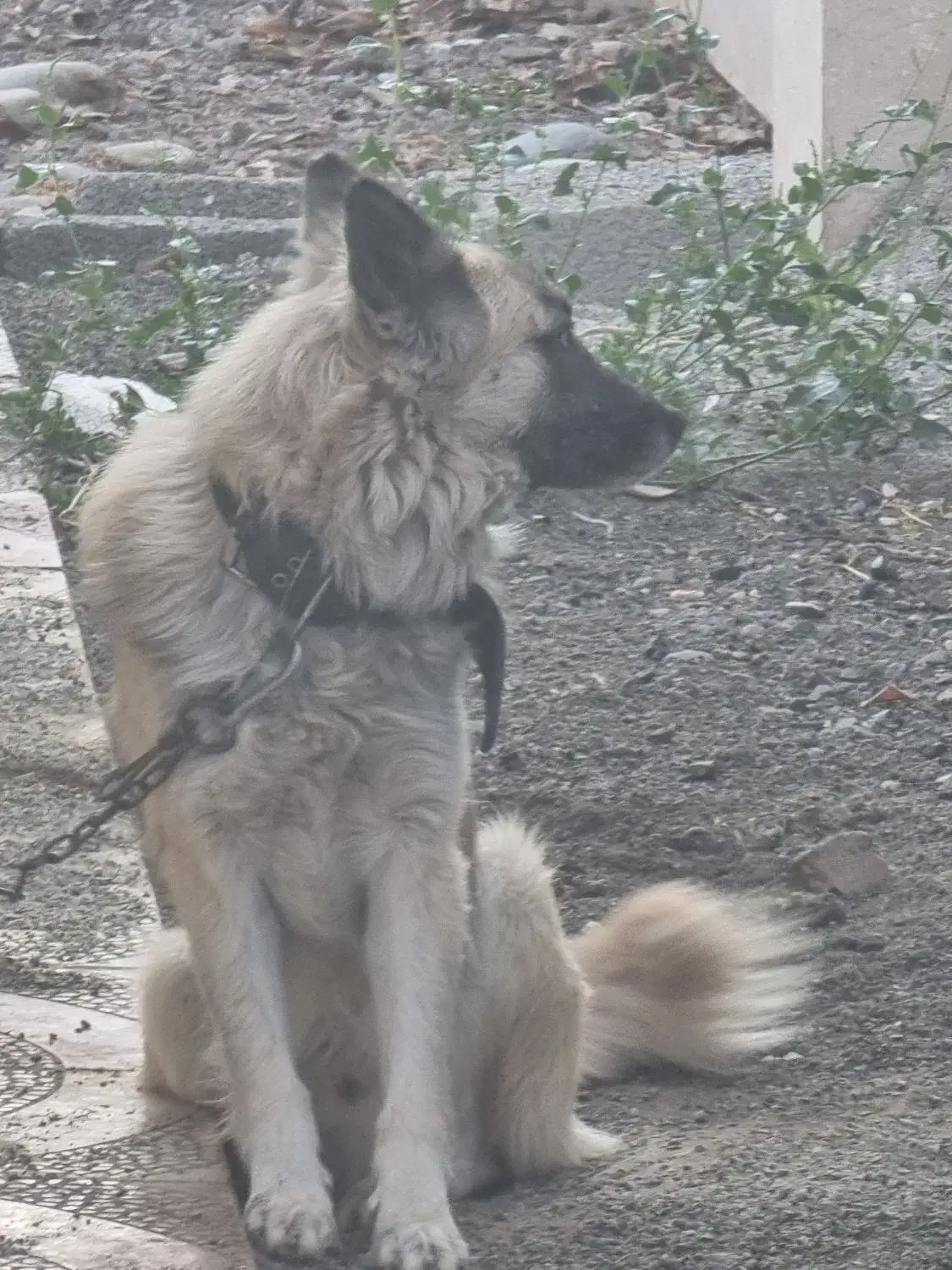 ژرمن سفید و طلایی بسیار اصیل|سگ|ماهدشت, |دیوار