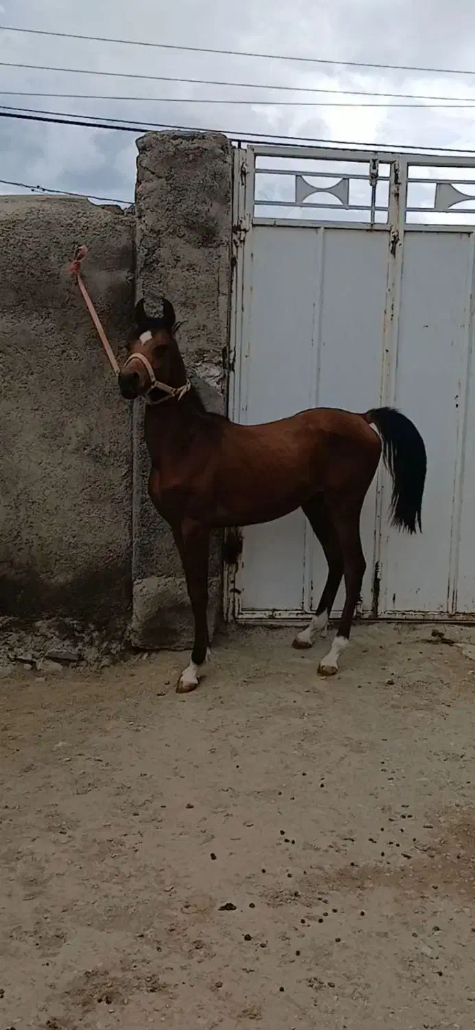 کره اسب عرب مصری|اسب و تجهیزات اسبسواری|نهاوند, |دیوار