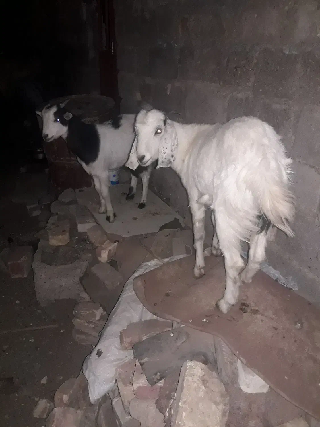 کهره|حیوانات مزرعه|زابل, |دیوار