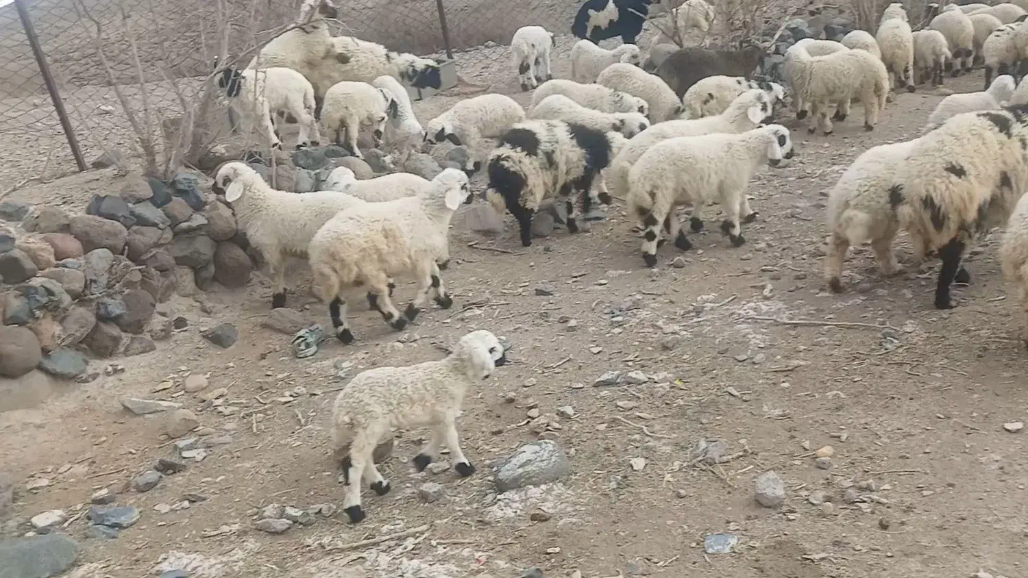 بره شیر هنوز رگا نشده اند|حیوانات مزرعه|شهر بابک, |دیوار