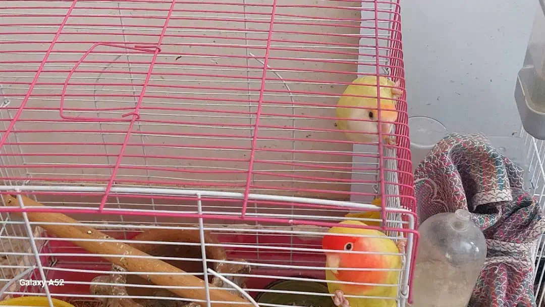 عروس هلندی و برزیلی اوپال|پرنده|کرمانشاه, |دیوار