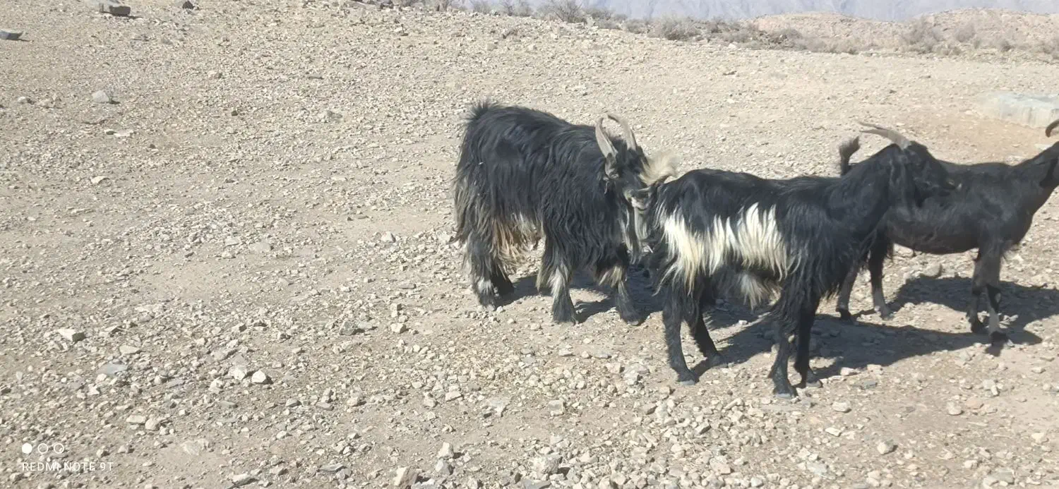 چپش|حیوانات مزرعه|فیروزآباد (فارس), |دیوار