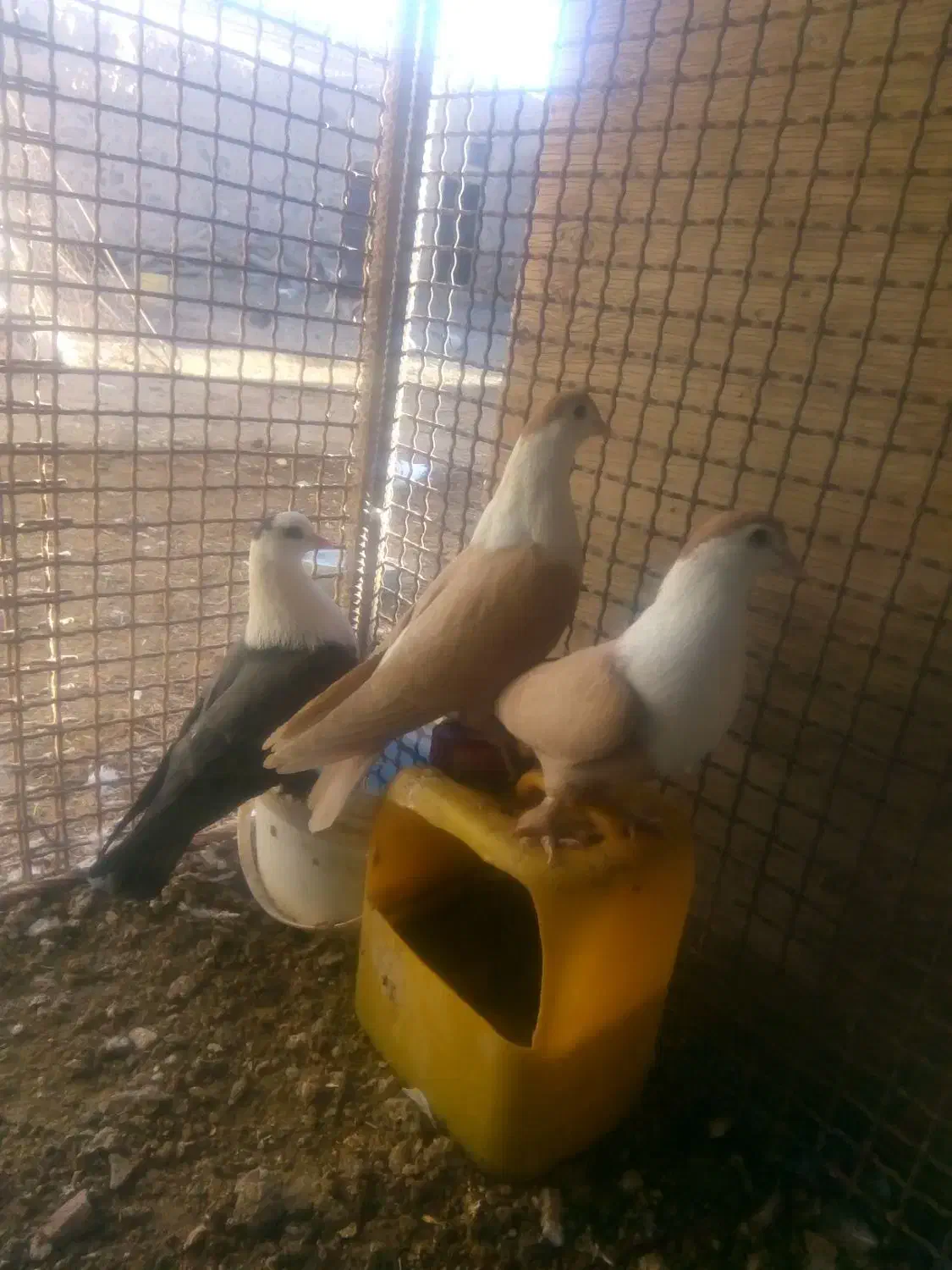 تعدادی کبوتر فروشی|پرنده|مود, |دیوار