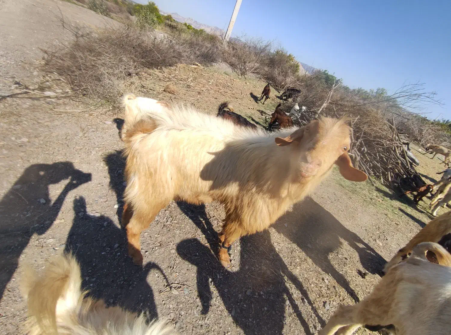 نری|حیوانات مزرعه|رودان, |دیوار