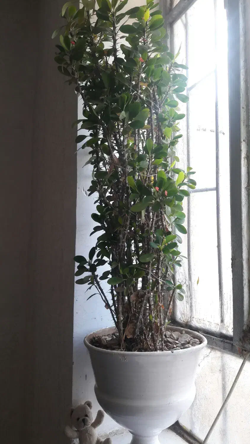 گل خار مریم .یا مرجان مینیاتوری|گل و گیاه طبیعی|کارزان, |دیوار