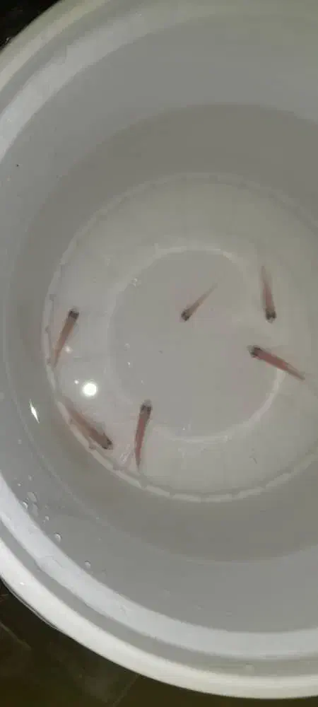 کالر ویدو سفید|ماهی|دزفول, |دیوار