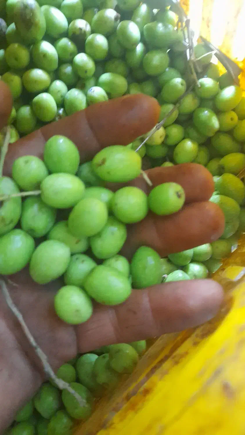 زیتون|خوردنی و آشامیدنی|رشت, منظریه|دیوار