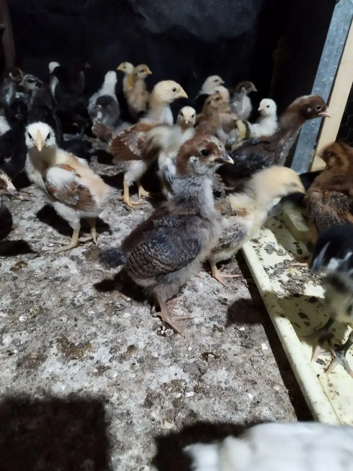 ۱۰۰ جوجه محلی ۲۰ روزه کرچ شو|حیوانات مزرعه|بابل, |دیوار