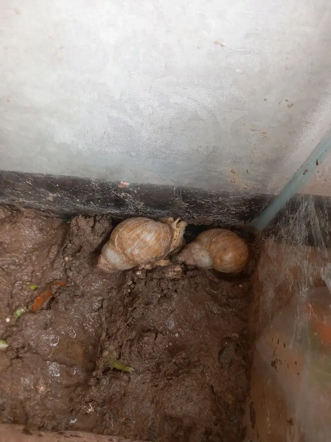 حلزون|خزنده|اصفهان, شیخ طوسی|دیوار