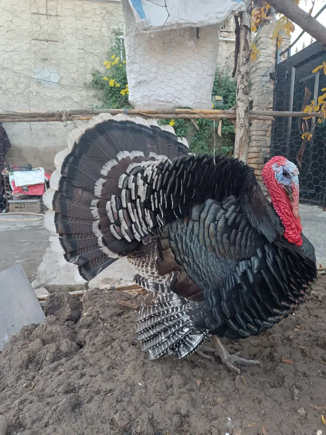 بوقلمون برنز و بوربون|حیوانات مزرعه|گنبد کاووس, |دیوار