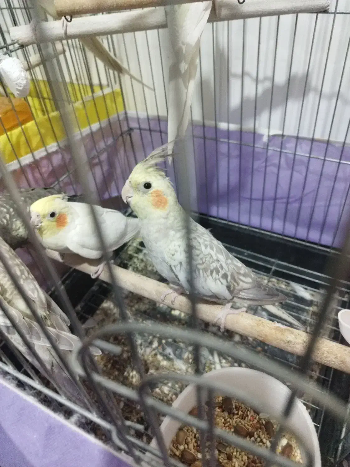 عروس هلندی|پرنده|پاکدشت, پاکدشت (مامازند)|دیوار