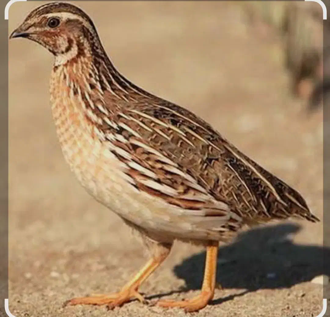 بلدرچین تخمگذار|پرنده|تایباد, |دیوار