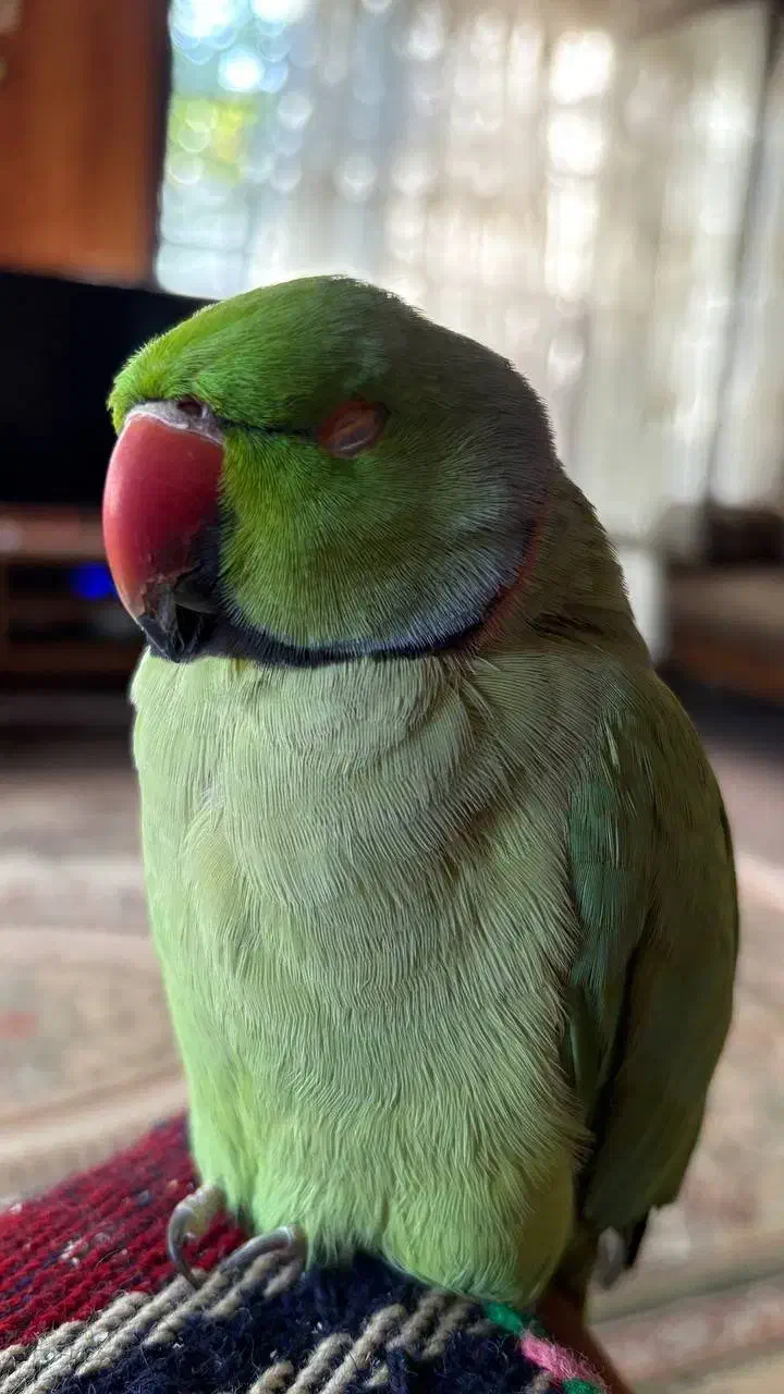 پرنده طوطی گمشده|حیوانات|ارژن, |دیوار