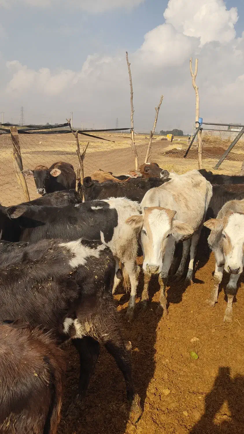 گوساله ماده محلی ۲۲راس|حیوانات مزرعه|کوهدشت, |دیوار