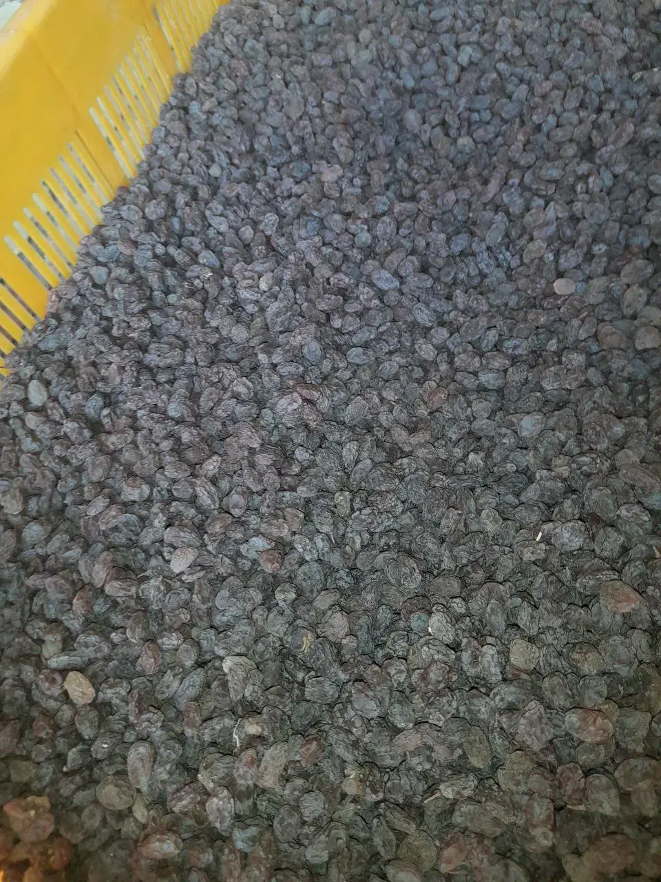 کشمش|خوردنی و آشامیدنی|تاکستان, |دیوار