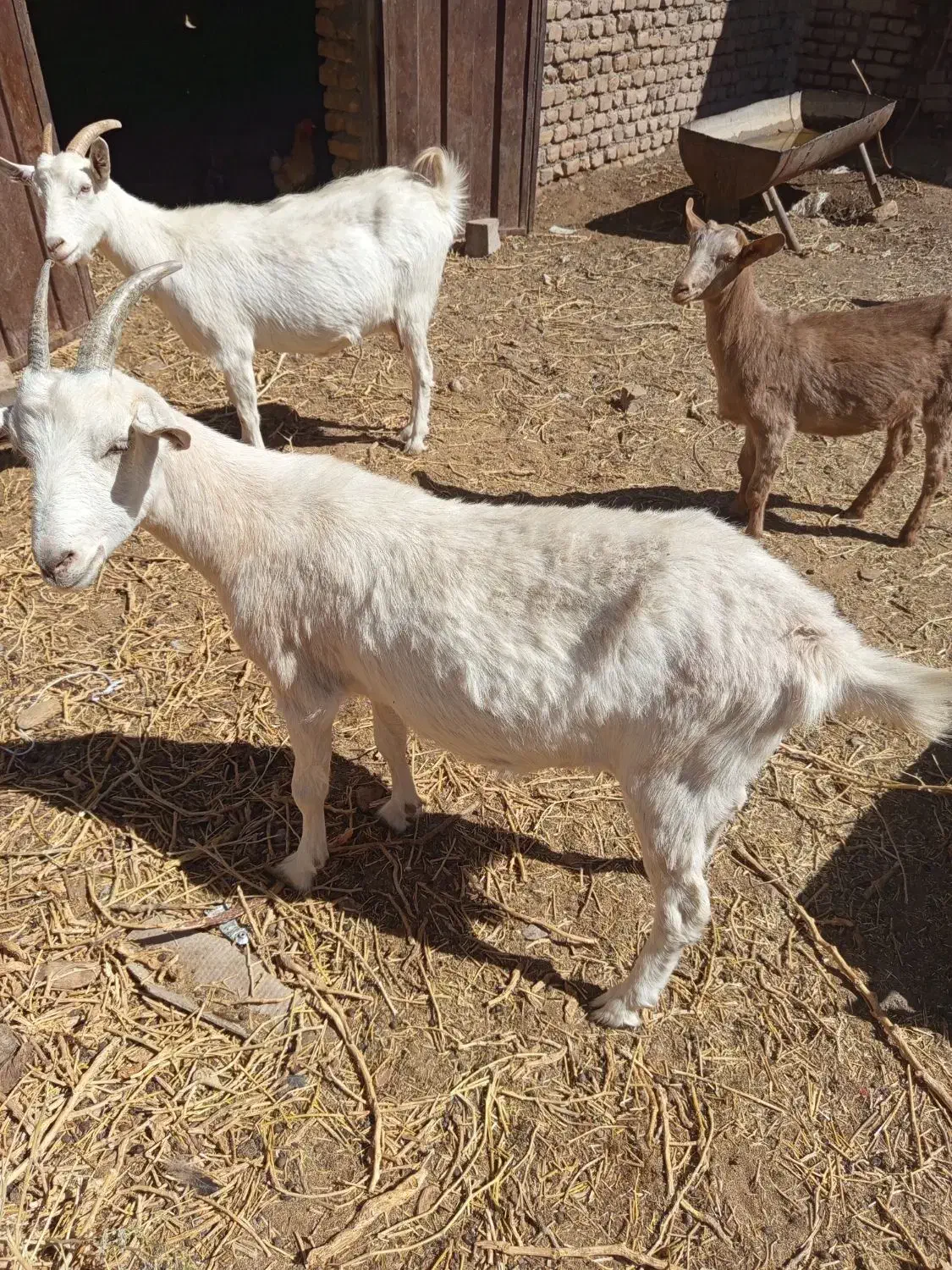 نربز وبزقاله وبز ابستن|حیوانات مزرعه|تربتحیدریه, آبشار|دیوار