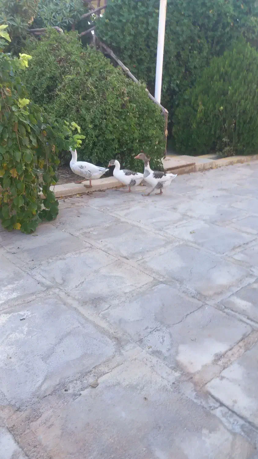 فروش سه عدد غازمحلی نرو ماده|پرنده|طسوج, |دیوار