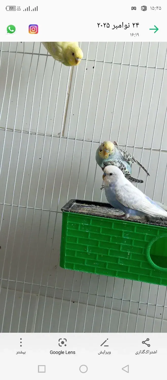 مرغ عشق|پرنده|جوانرود, |دیوار