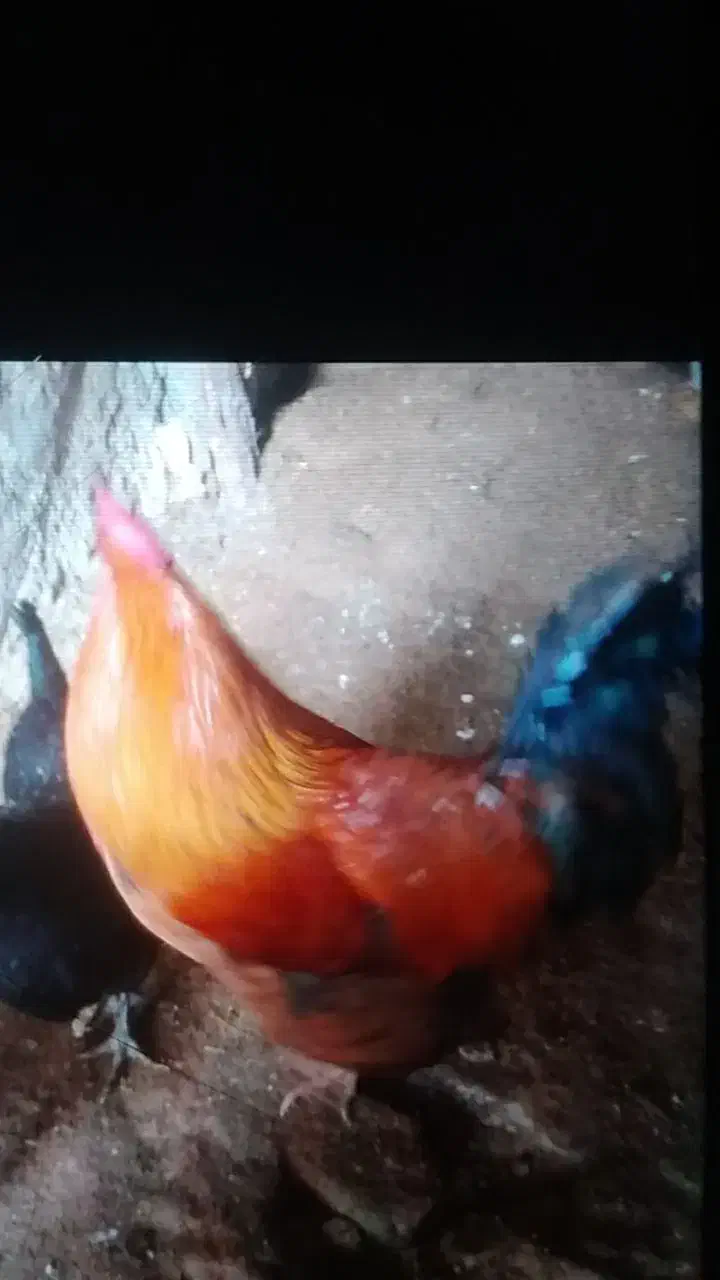 خروس|حیوانات مزرعه|شیروان (خراسان), |دیوار